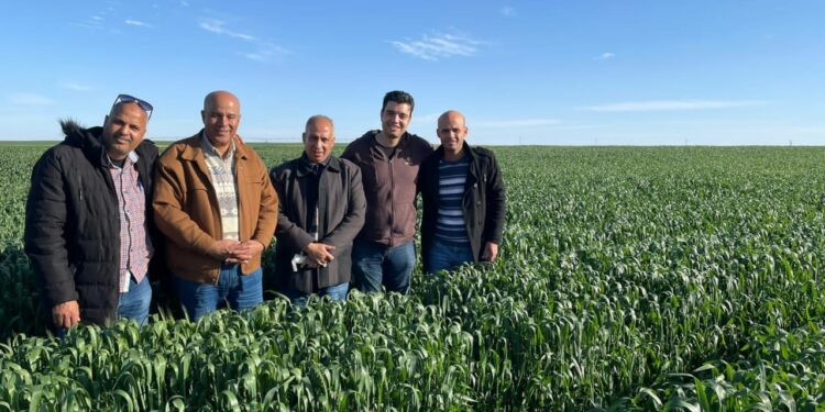 محصول القمح ..الزراعة تواصل الاطمئنان على المحصول بمختلف المحافظات 1 محصول القمح ..الزراعة تواصل الاطمئنان على المحصول بمختلف المحافظات