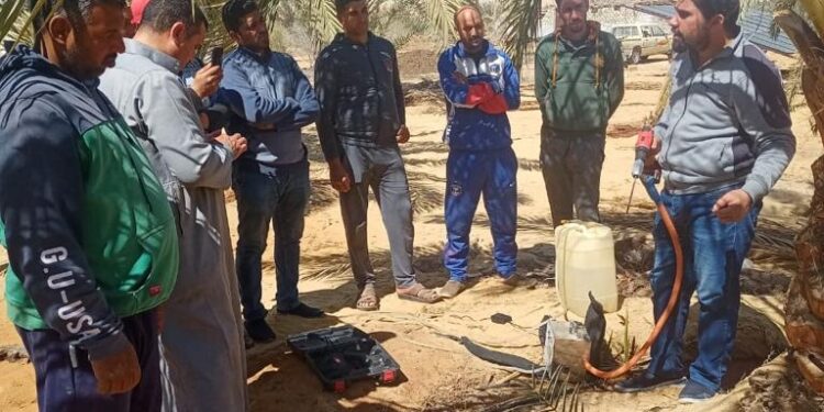 معمل بحوث النخيل ينظم يوم حقلي بالواحات البحرية 1 معمل بحوث النخيل ينظم يوم حقلي بالواحات البحرية