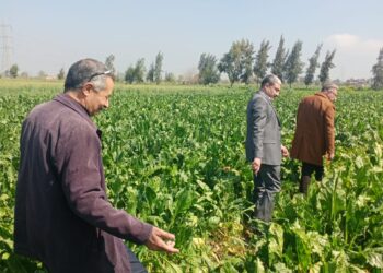 المحاصيل الشتوية