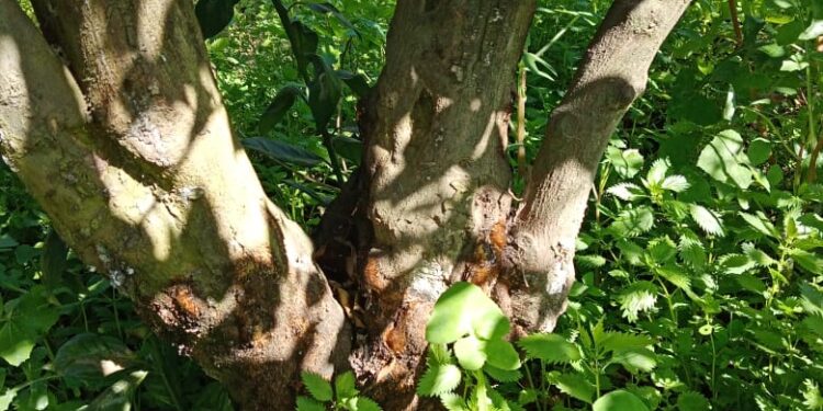 "البساتين" تتابع زراعات الموالح بكفر الشيخ لمتابعة تأثيرات الظروف الجوية 1 البساتين