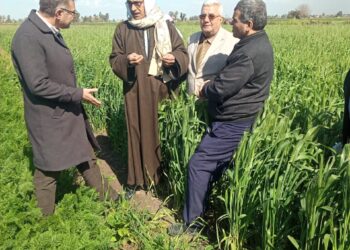 الزراعات الشتوية