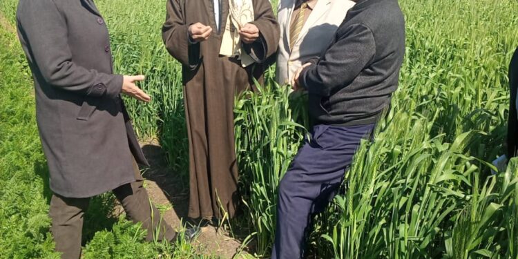 الزراعة: رئيس المكافحة يتابع حالة الزراعات الشتوية في محافظة الشرقية 1 الزراعات الشتوية