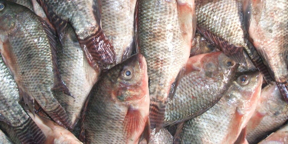 أسماك البلطي