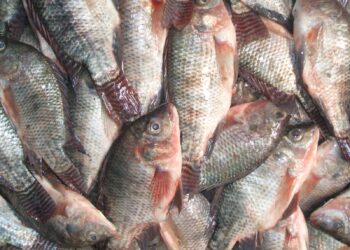 أسماك البلطي