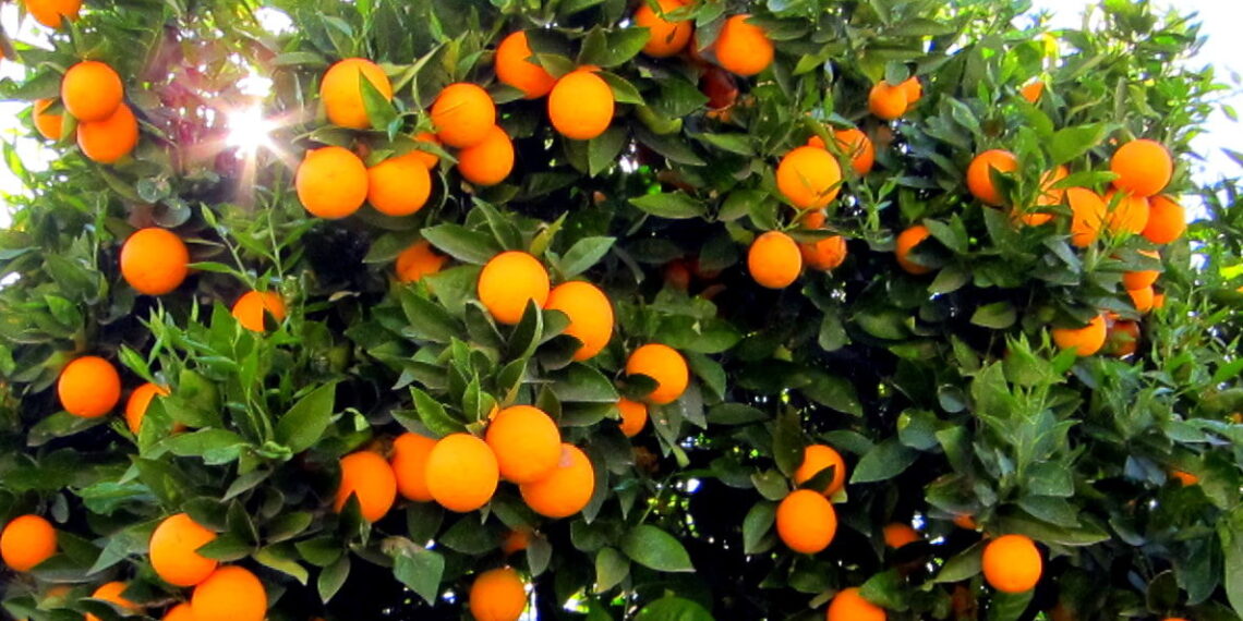 محاصيل الموالح