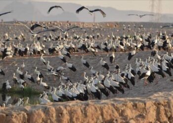 أمراض الطيور الوافدة