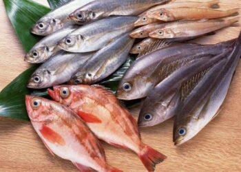 استخدام الأسماك