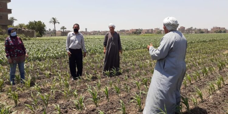 الإرشاد الزراعي.. حلقة الوصل الهامة بين الخطط الدولة التنموية وطموحات المزارعين 1 الإرشاد الزراعي