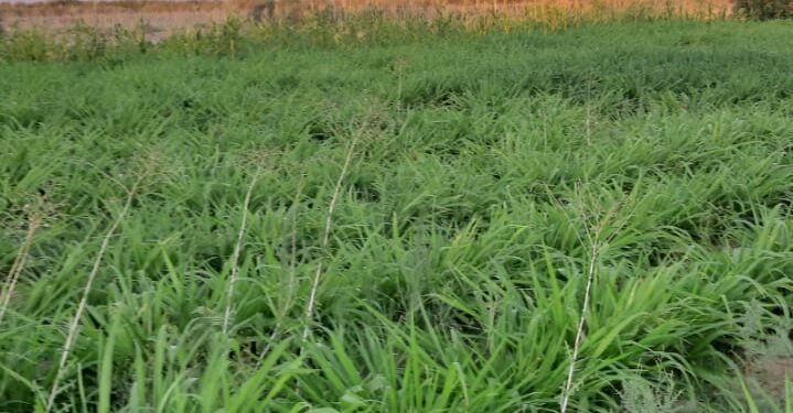 البانيكم .. تعرف على طريقة زراعته وخدمته 1 البانيكم