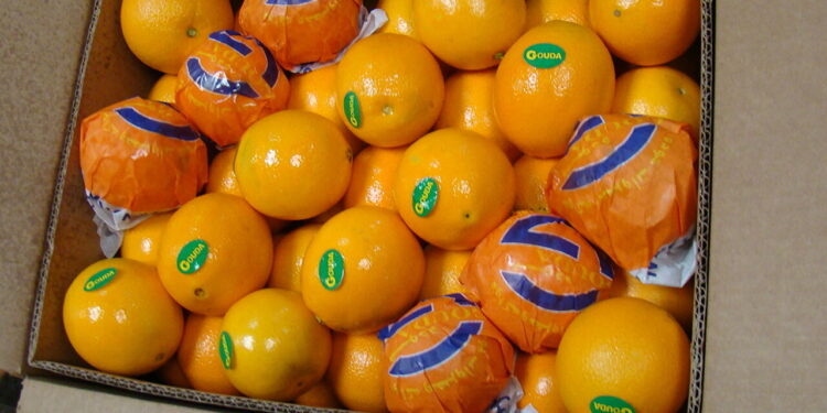 المجلس التصديري: "أزمة البرتقال" أثبتت قوة المنظومة الزراعية المصرية 1 المجلس التصديري