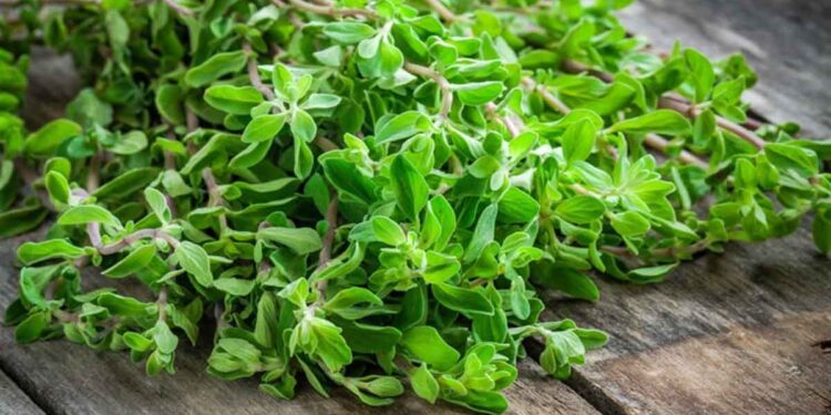 تعرف على أهم الأمراض التي تصيب نبات البردقوش وطرق مكافحتها 1 البردقوش