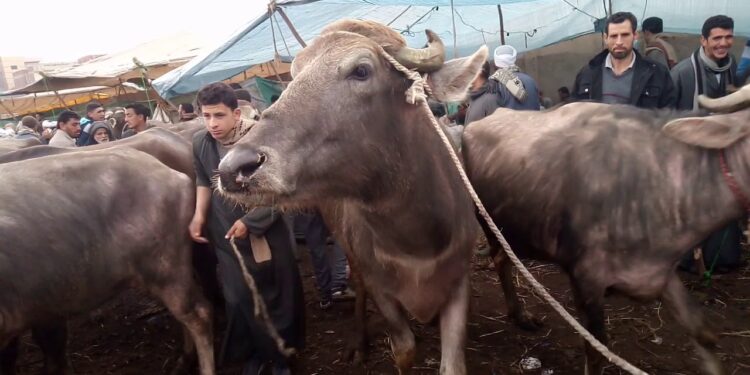 التعامل مع الجاموسة العشر.. عزيزي المُربي احذر الوقوع في هذا الخطأ 1 التعامل مع الجاموسة العشر