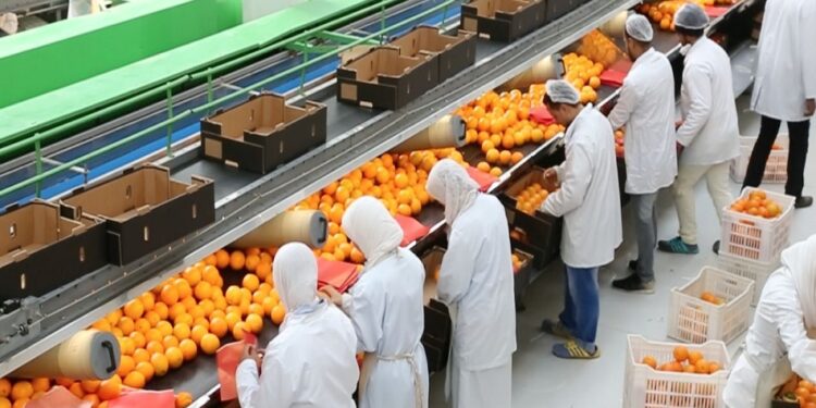 التكويد والتتبع.. أهمية هذه الخطوة وما تمثله لمحاصيل الموالح المصرية 1 التكويد والتتبع