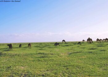 الثروة الحيوانية