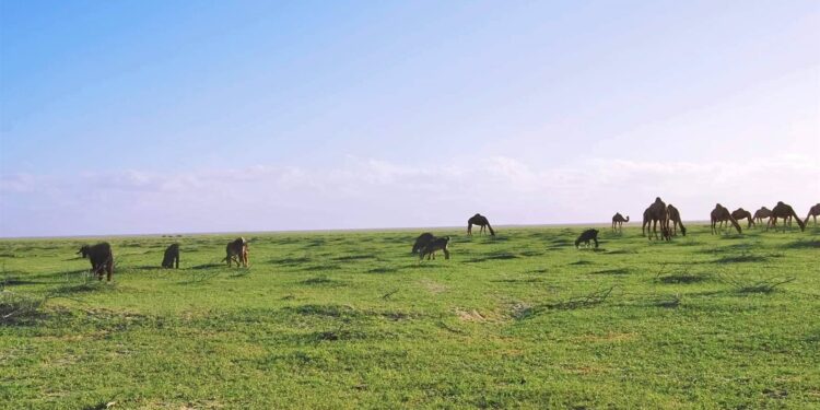 الثروة الحيوانية في مراعى مثلث "حلايب – شلاتين – أبورماد" 1 الثروة الحيوانية