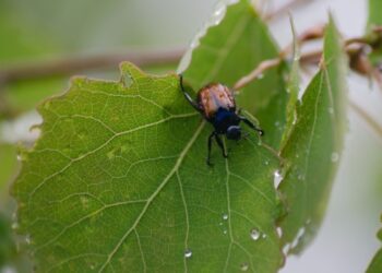 الحشرة والآفة