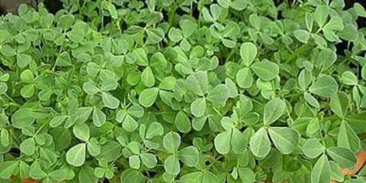 الحلبة .. 10 فوائد غذائية للإنسان ودور حيوي لتخصيب الأراضي 1 الحلبة