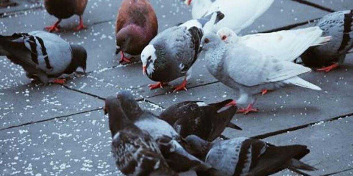 جدري الحمام.. إليك مواعيد ظهوره وطرق علاج ومقاومة المرض 1 جدري الحمام