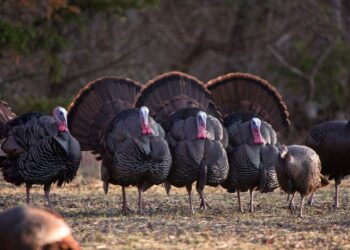 النقص الغذائي