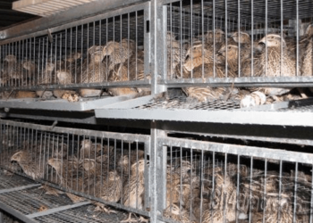 تربية السمان المنزلي