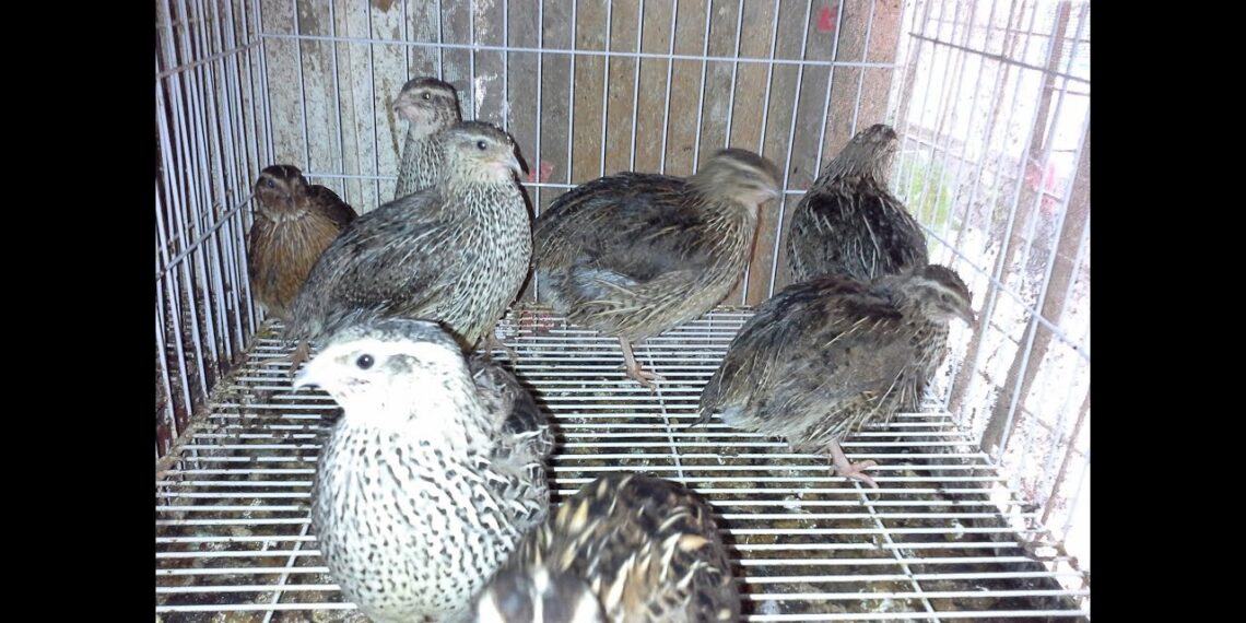 السمان الياباني .. د.فوزية عامر توضح الأسس العلمية في تغذيته 1 السمان الياباني