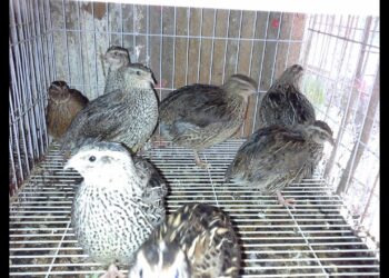 السمان الياباني