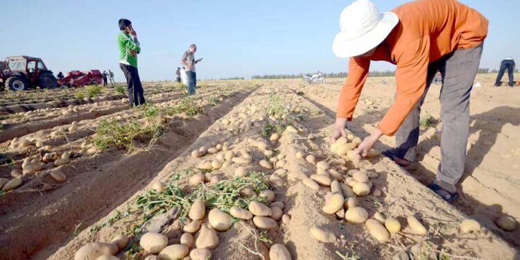 العروة الصيفية.. أهم النصائح الواجب اتباعها مع البطاطس بشهر فبراير 1 العروة الصيفية