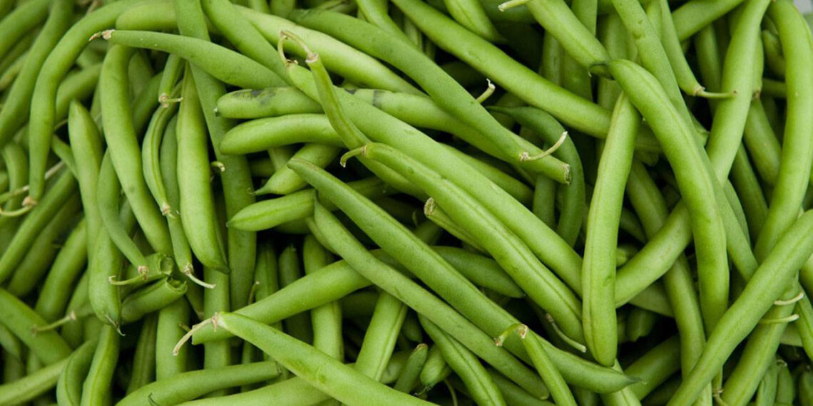 الفاصوليا الخضراء غذاء فيه الوقاية والشفاء 1 الفاصوليا الخضراء