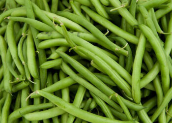 الفاصوليا الخضراء