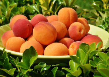 محصول المشمش