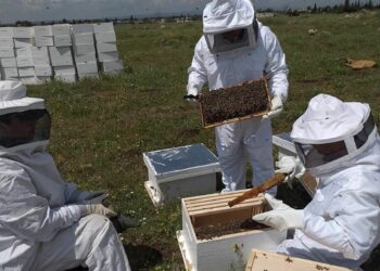 النحالة السورية