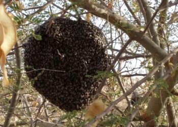 النحل البري .. وكيل زراعة السويس توضح أهميته للمحاصيل الزراعية