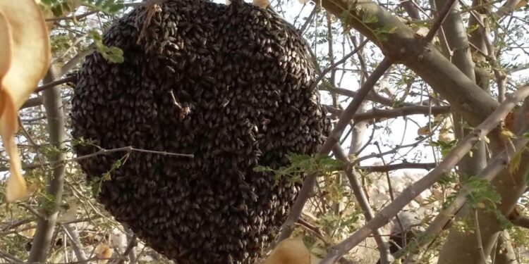 النحل البري .. وكيل زراعة السويس توضح أهميته للمحاصيل الزراعية 1 النحل البري .. وكيل زراعة السويس توضح أهميته للمحاصيل الزراعية