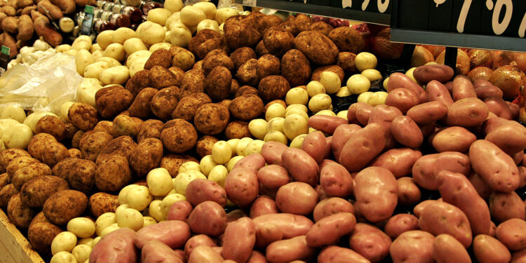 بطاطس خالية من العيوب.. مشروع مكافحة العفن يعتمد 640 ألف فدان 1 بطاطس خالية من العيوب