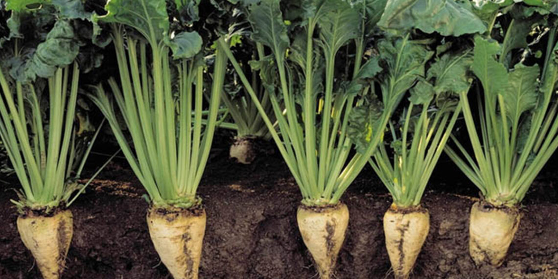 تبقع الأوراق السركسبوري