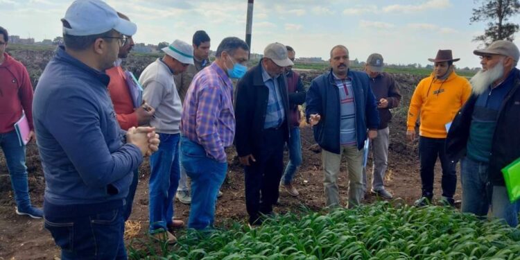 محطة بحوث سخا تستضيف وفدًا من معهد المحاصيل الحقلية 1 محطة بحوث سخا