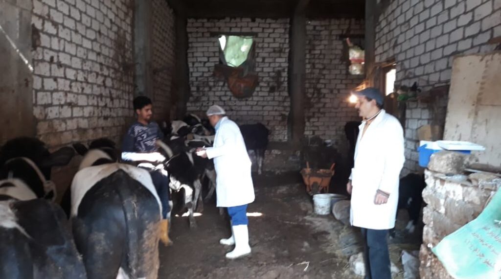 تحصين الجاموسة العُشر