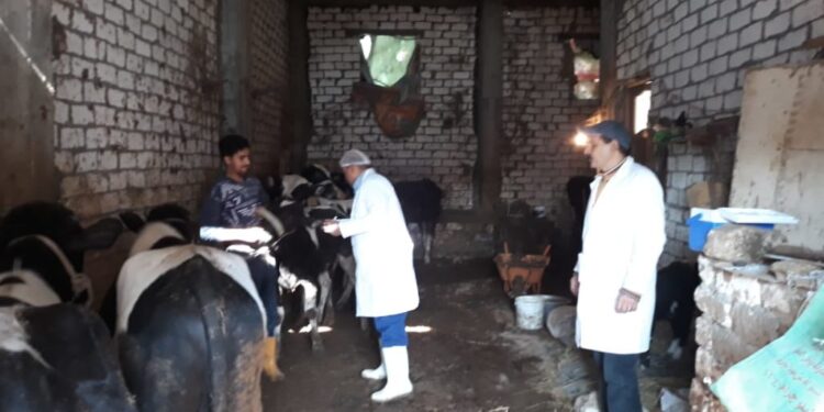 تحصين الجاموسة العُشر.. خطأ فادح يقع فيه صغار المُربين 1 تحصين الجاموسة العُشر