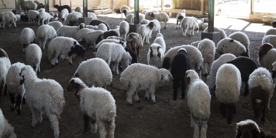 تربية الأغنام والماعز
