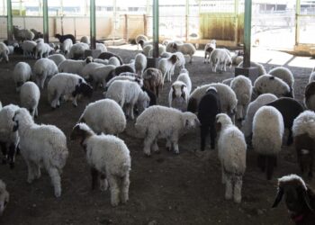 تربية الأغنام والماعز