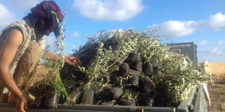 الزراعة تعلن توزيع 70 ألف شتلة زيتون على مزارعي مطروح 1 شتلة زيتون