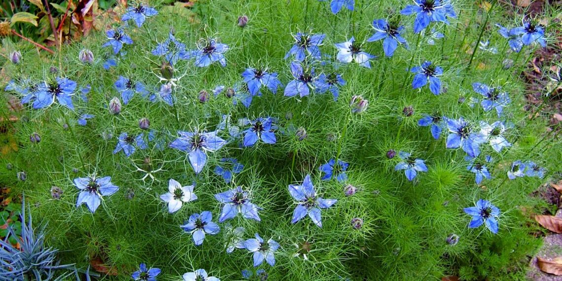 زراعة حبة البركة والأمراض التي تواجهها وطرق مكافحتها 1 حبة البركة