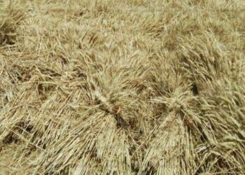 حملة صيانة محصول القمح