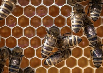 خلايا النحل