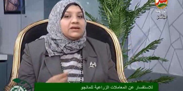 أفضل الطرق لحماية المانجو من موجات الصقيع 1 المانجو