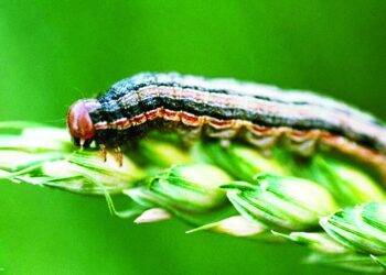 دودة الحشد الخريفية