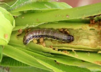 دودة الحشد الخريفية