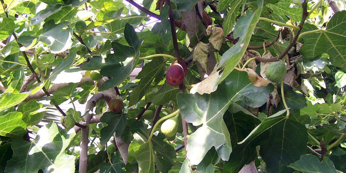 محصول التين