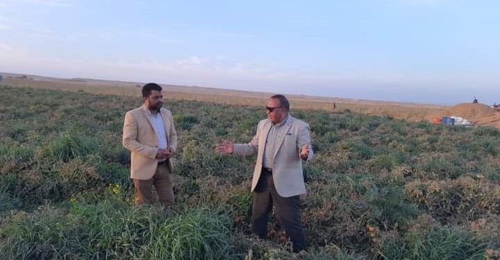 وكيل زراعة الفيوم يتفقد حقول زراعة الطماطم بكوم أوشيم 1 زراعة الطماطم