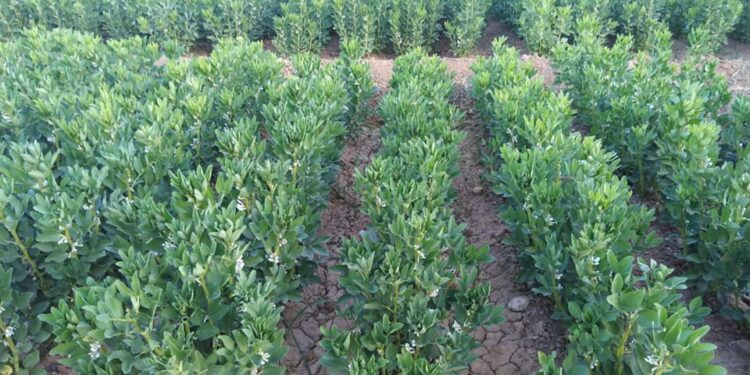 5 نصائح يجب على مزارعي الفول البلدي اتباعها خلال شهر فبراير 1 الفول البلدي